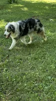 Leo, a male Miniature American Shepherd for sale in Reelsville, IN – 3 of 4