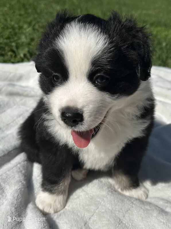 Lucky – Miniature American Shepherd puppy for sale in Reelsville, IN