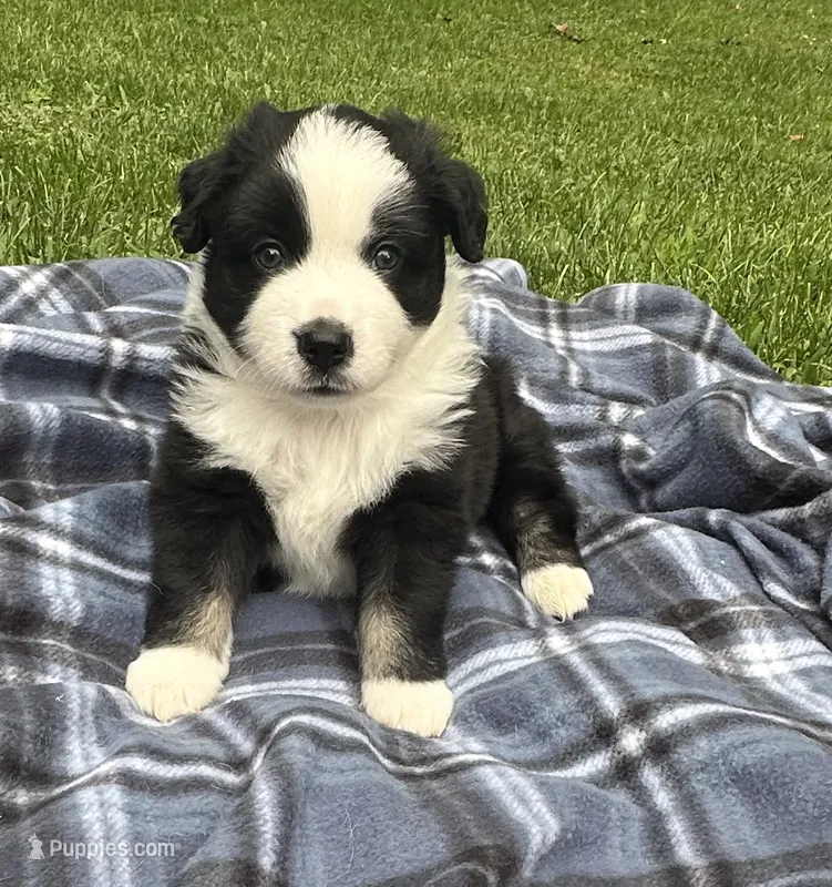 Lucky – Miniature American Shepherd puppy for sale in Reelsville, IN
