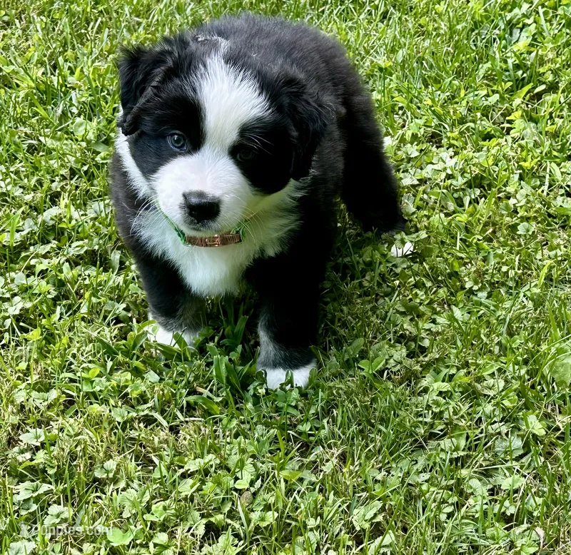 Lucky – Miniature American Shepherd puppy for sale in Reelsville, IN