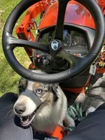 Leo, a male Miniature American Shepherd for sale in Reelsville, IN – 7 of 10