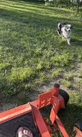 Leo, a male Miniature American Shepherd for sale in Reelsville, IN – 3 of 10