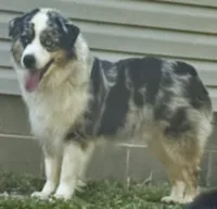 Leo, a male Miniature American Shepherd for sale in Reelsville, IN – 2 of 4