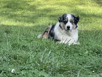 Leo, a male Miniature American Shepherd for sale in Reelsville, IN – 5 of 10