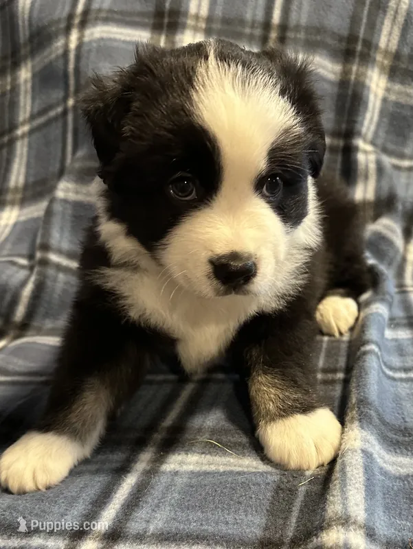 Lucky – Miniature American Shepherd puppy for sale in Reelsville, IN