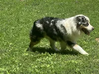 Leo, a male Miniature American Shepherd for sale in Reelsville, IN – 4 of 10