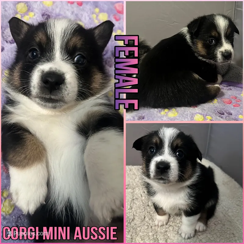 GIRL 1 – Australian Shepherd, Pembroke Welsh Corgi puppy for sale in Cody, WY