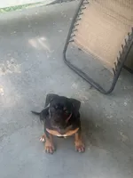 Aries, a female American Bully for sale in Columbus Grove, OH – 5 of 6