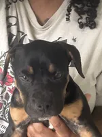 Aries, a female American Bully for sale in Columbus Grove, OH – 2 of 6
