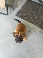 My  Brownie , a male American Bully for sale in Columbus Grove, OH – 2 of 3