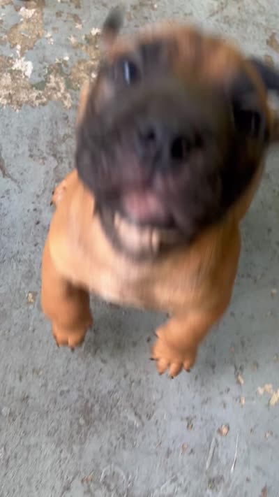 My  Brownie , a male American Bully for sale in Columbus Grove, OH – 3 of 3