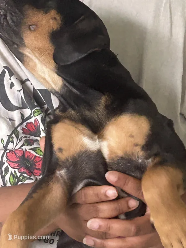Aries – American Bully puppy for sale in Columbus Grove, OH
