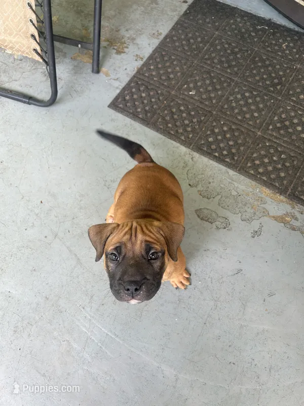 My  Brownie  – American Bully puppy for sale in Columbus Grove, OH