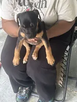 Aries, a female American Bully for sale in Columbus Grove, OH – 3 of 6