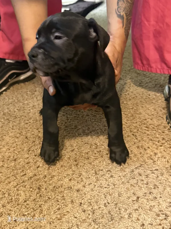 King – American Bully puppy for sale in Columbus Grove, OH