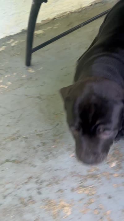 King, a male American Bully for sale in Columbus Grove, OH – 3 of 3
