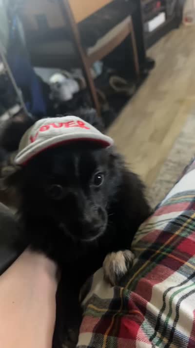 Moriah, a female Pomchi for sale in Portage, IN – 3 of 6