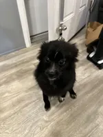 Moriah, a female Pomchi for sale in Portage, IN – 2 of 6