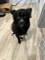 Moriah, a female Pomchi for sale in Portage, IN – 4 of 6