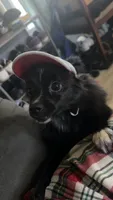 Moriah, a female Pomchi for sale in Portage, IN – 1 of 6