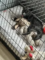 Moriah, a female Pomchi for sale in Portage, IN – 5 of 6