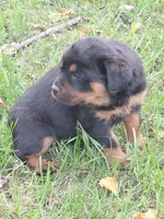 Titan , a male Rottweiler for sale in Bloomfield, IN – 6 of 7