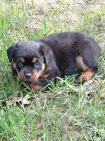 Ingrid , a female Rottweiler for sale in Bloomfield, IN – 7 of 8