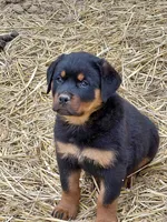 Boy 4 , a male Rottweiler for sale in Bloomfield, IN – Photo 2 of 4