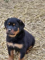 Boy 4 , a male Rottweiler for sale in Bloomfield, IN – Photo 3 of 4