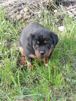 Samson , a male Rottweiler for sale in Bloomfield, IN – 5 of 5