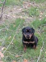 Lil Susie , a female Rottweiler for sale in Bloomfield, IN – 7 of 9