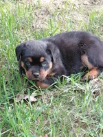 Ingrid , a female Rottweiler for sale in Bloomfield, IN – 6 of 8