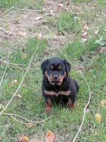Lil Susie , a female Rottweiler for sale in Bloomfield, IN – 8 of 9