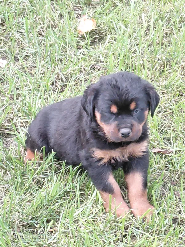 Titan  – Rottweiler puppy for sale in Bloomfield, IN