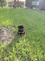 Samson , a male Rottweiler for sale in Bloomfield, IN – 1 of 5