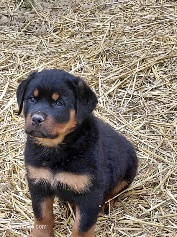 Girl3 – Rottweiler puppy for sale in Bloomfield, IN