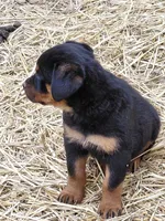 Girl3, a female Rottweiler for sale in Bloomfield, IN – Photo 2 of 9