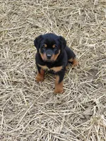 Girl3, a female Rottweiler for sale in Bloomfield, IN – Photo 8 of 9