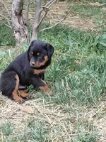 Girl3, a female Rottweiler for sale in Bloomfield, IN – Photo 3 of 9