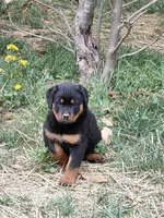 Girl3, a female Rottweiler for sale in Bloomfield, IN – Photo 5 of 9