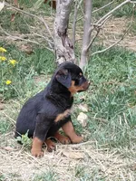 Girl3, a female Rottweiler for sale in Bloomfield, IN – Photo 6 of 9