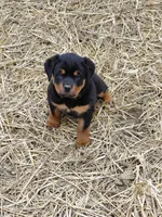 Girl3, a female Rottweiler for sale in Bloomfield, IN – Photo 7 of 9
