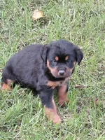 Titan , a male Rottweiler for sale in Bloomfield, IN – 2 of 7