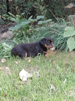 Ingrid , a female Rottweiler for sale in Bloomfield, IN – 3 of 8