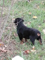 Titan , a male Rottweiler for sale in Bloomfield, IN – 7 of 7