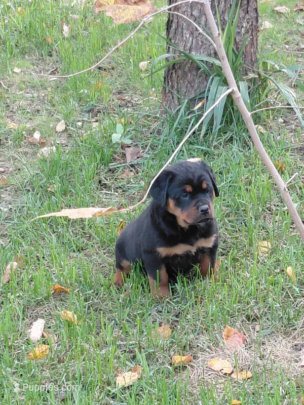 Lil Susie  – Rottweiler puppy for sale in Bloomfield, IN
