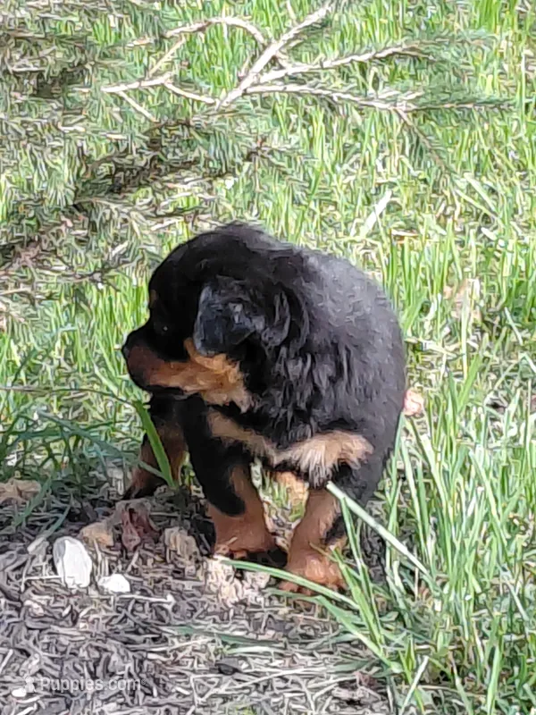 Ingrid  – Rottweiler puppy for sale in Bloomfield, IN