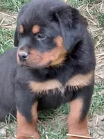 Boy 3 , a male Rottweiler for sale in Bloomfield, IN – Photo 3 of 6