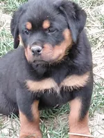 Boy 3 , a male Rottweiler for sale in Bloomfield, IN – Photo 6 of 6