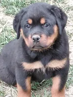 Boy 3 , a male Rottweiler for sale in Bloomfield, IN – Photo 2 of 6